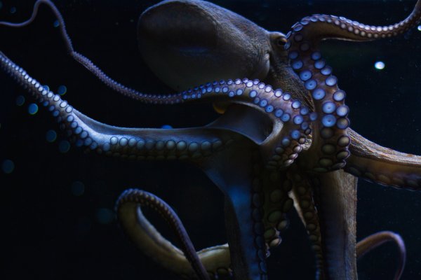 Kraken darknet зеркала